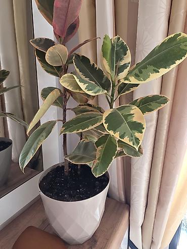 Фикустар: Фикус эластика вариегатный (Ficus elastica Tineke) в декоративном — 1
