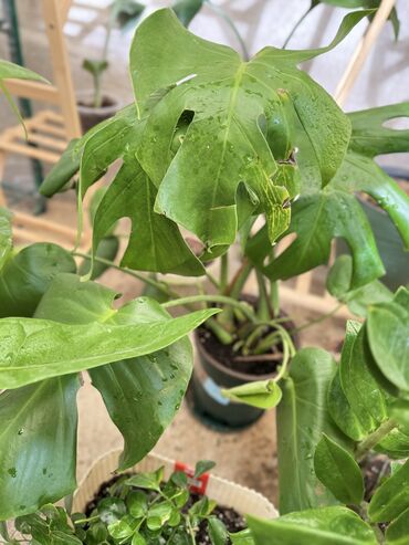 Другие услуги: Продаю цветы😍 Очень много разных 🪴🎋🍃🌱 Антуриумы Спатифиллум Алоказия — 12