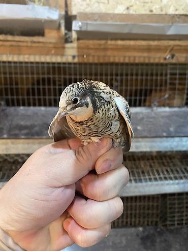Другие с/х животные: Китайские расписные перепелки - Породы/окрасы: смешанные – тёмные — 8