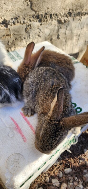 Кролики: Продаю | Крольчата | Серый великан | Для разведения | Племенные — 2