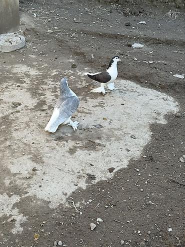 sezar qusu: Cut delfinler satilir ciddi alıcılar yazsın — 2