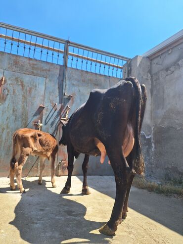 simmental ineklerin satisi: Самка, лет: 3, 650 кг, Для разведения, Для молока