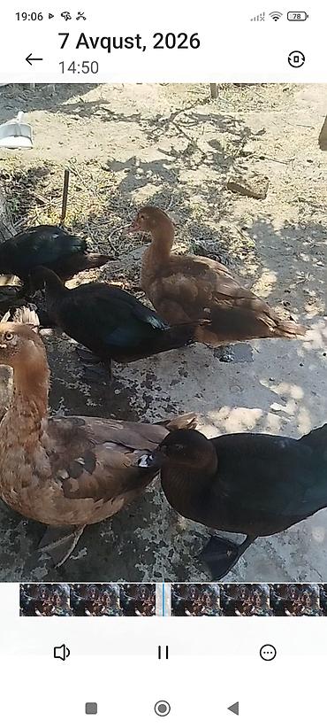 qara avstraloq: Dişi -3 ay 20 günlükdür zümrüd lal ördeklərdir son qiyməti-25 AZN — 2
