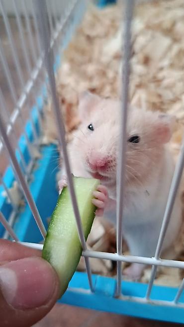 Hamster – ev heyvanı - Növ: xamyak (hamster) - Rəng: açıq krem/ağ