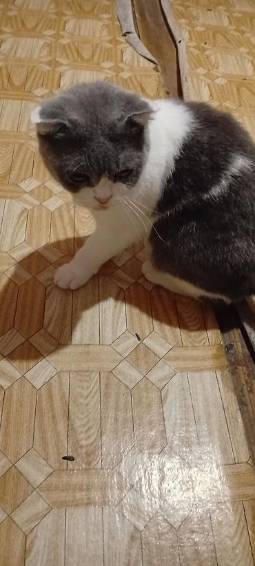 Кошки: Шотландская вислоухая — 1