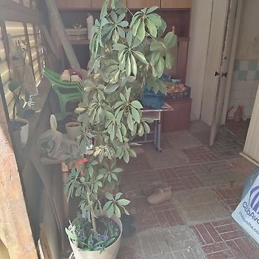 diffenbaxiya bitkisi: Bitki: Şeflera (Schefflera arboricola, “cəngəl çətiri”) Tip: Otaq — 3