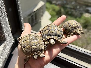 Akvarium daşları: Quru tısbağa balaları – evdə saxlanmağa uyğun — 1