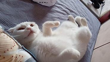 Кошки: Шотландская, Самка — 1