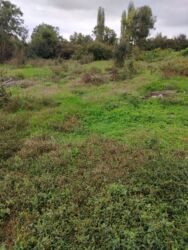 Tavalar: 10 sot, Kupça (Çıxarış)