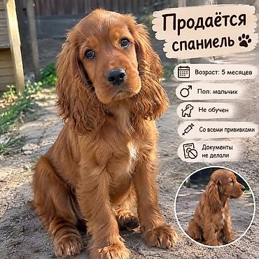 Спаниель, 5 месяцев, Самец, С прививкой