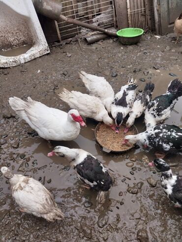 Ördəklər: Erkək, | Lal ördək, Ətlik — 4