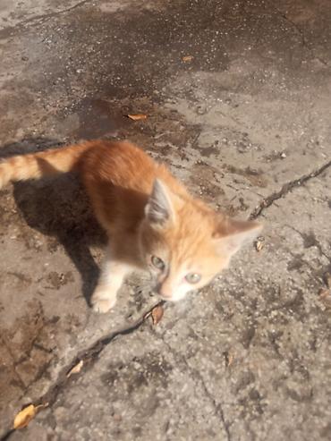 сухой корм для кошек: Отдам котят в хорошие руки — 3