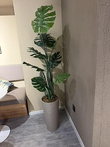 payız dekorları: Dekorativ süni Monstera bitkisi – hündür vaza ilə - Bitki növü — 1