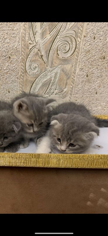 Pişiklər: Şotland yastı qulaq, Erkək, Dişi, Yaxşı əllərə, Ünvandan götürmə, Pulsuz çatdırılma, Ödənişli çatdırılma — 195