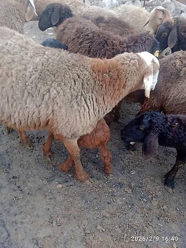 Баран, овца: Продаю | Баран (самец) | Для разведения | Матка — 13