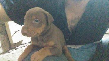 İtlər: Doberman — 6