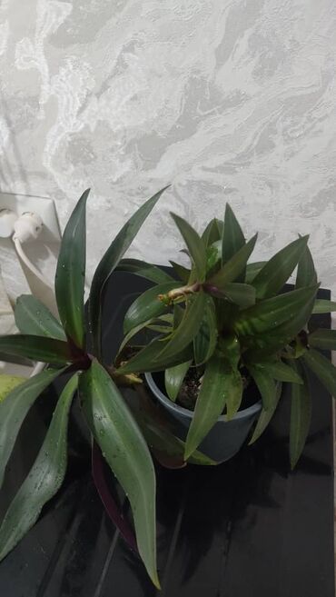 Другие комнатные растения: Продаю цветы — 10