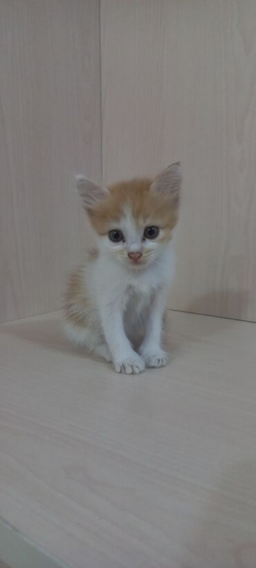 котята породистые купить: Самец, Самка, В добрые руки, Самовывоз