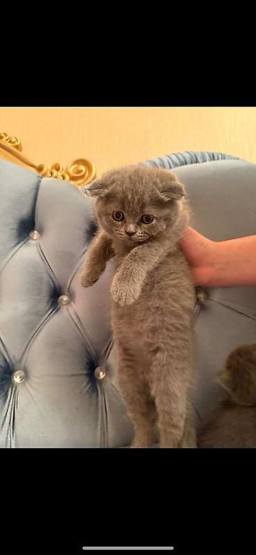 Pişiklər: Britan — 6