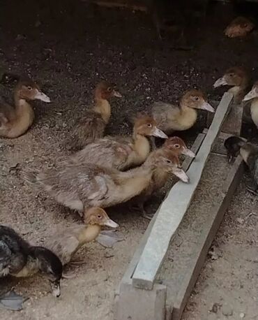 lal ördəklərin satışı: Dişi, | Lal ördək, Damazlıq, Ünvandan götürmə