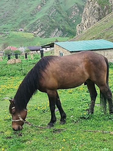 qoyun satisi 2024: Qəhvəyi rəngli, uzun qara yallı və quyruqlu at. Sağlam bədən quruluşu — 3