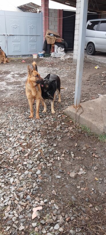 Продажа собак: Продаю восточной европейские овчарки самка и кобель по 3,5 года щенок — 8