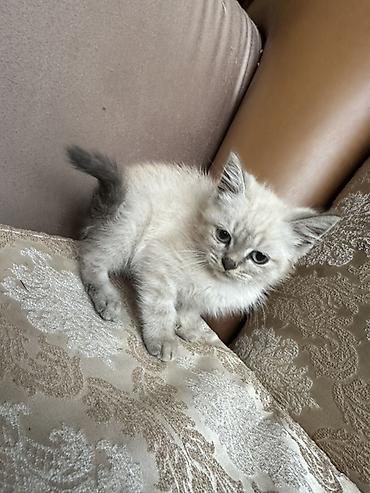 pişik ucuz: Şotland — 2
