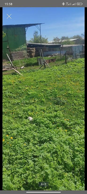 Продажа барачных домов: Продаю дом с участком 20соток, поделён на 2 участка пополам по 10 — 8