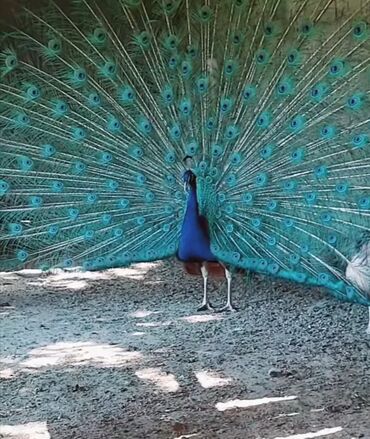 Tovuz quşları: Tovuzqusu satilir mehdabad. İki yasdadilar satilanlar