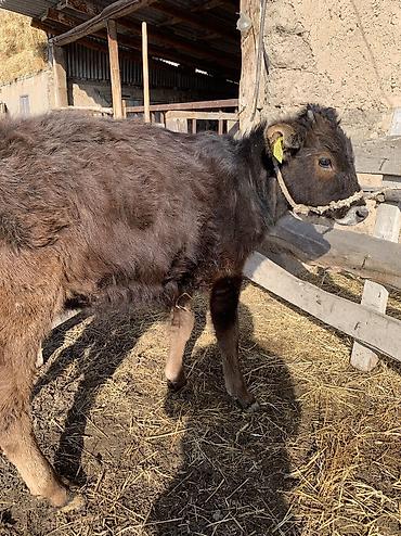 Коровы, быки: Продаю | Тёлка, Музоо, торпок | На откорм, На забой, Для разведения at lalafo.kg — 10 Коровы, быки: Продаю | Тёлка, Музоо, торпок | На откорм, На забой, Для разведения — 10