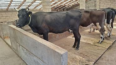Коровы, быки: Продаю | Корова (самка) — 8