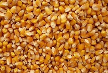 аппарат для дойки коров цена: Есть на продажу три тонны кукурузы цена 25 сом 
сорт маями