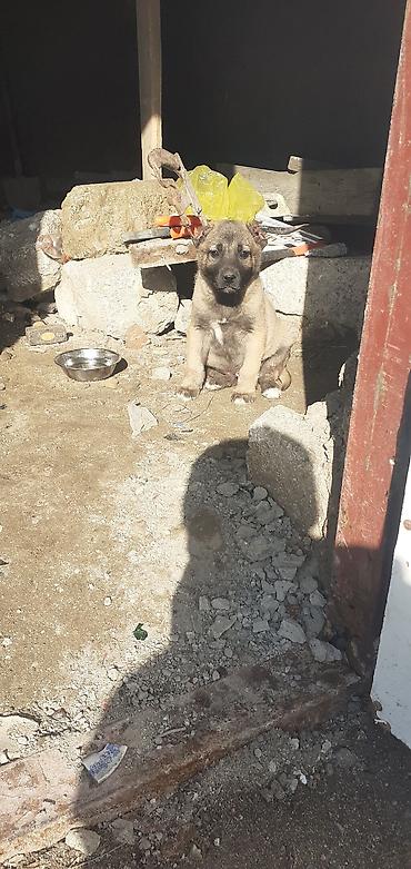 İtlər: Kanqal, 1 ay, Erkek — 9