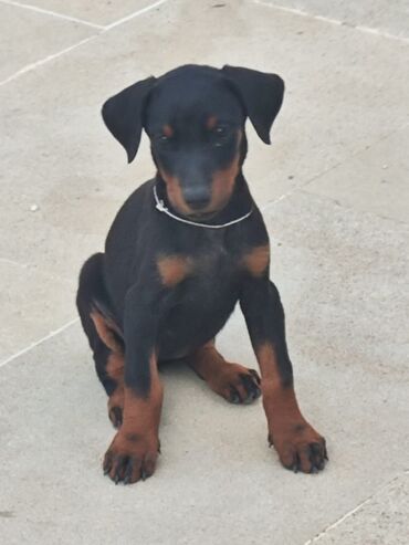 İtlər: Doberman, 2 ay, Erkek, Ünvandan götürmə