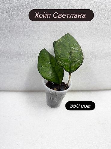 Хойи: Хойя (Hoya) Nui 400 сом( Hoya macrophylla 250 сом Хойя — 15