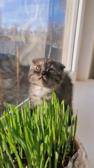 Коты: Продаётся чистокровный котёнок породы шотландский скотиш-фолд