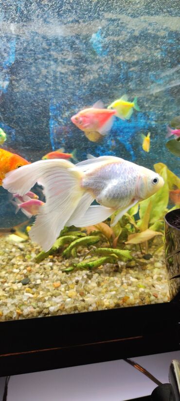 немецкая овчарка в баку: Qızıl balıq, Sülhsevər