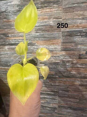 Другие комнатные растения: Комнатные растения — 19