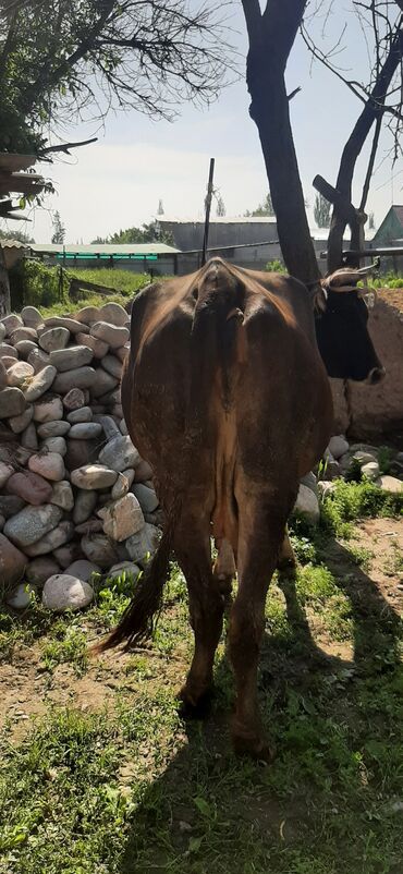 сколько стоит корова в кыргызстане 2023: Продаю | Корова (самка) | Для разведения, Для молока | Стельные