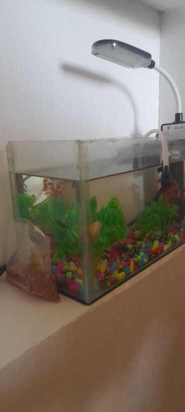 akvarium sifarişi: Dördbucaq akvarium, Boş, 5 l, Ödənişli çatdırılma