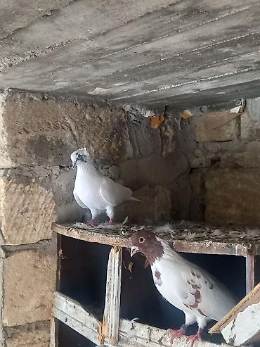 cütlük: Hazır cüt sağlamlığlarına cavabdehəm tutulmadı ikisidə — 1