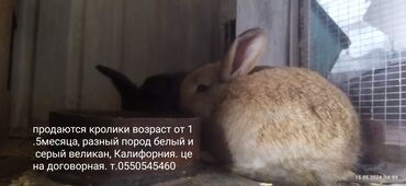 комбикорм для кроликов: Декоративные кролики