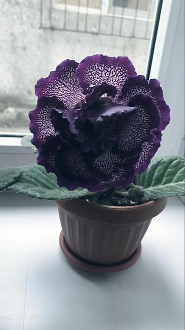 молочай цветок: Глоксиния комнатная в горшке (Gloxinia, Sinningia speciosa) - Крупные — 3