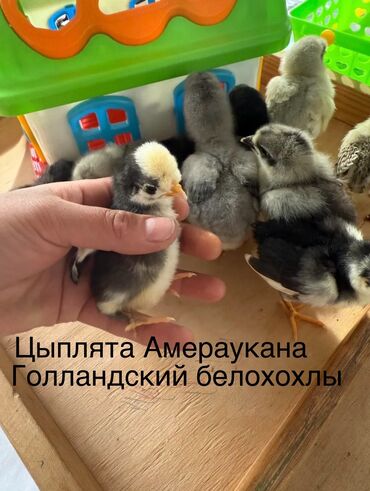 уй кызыл кыя: Цыплята Амераукана и Голандский белохохлые (чистокровные не