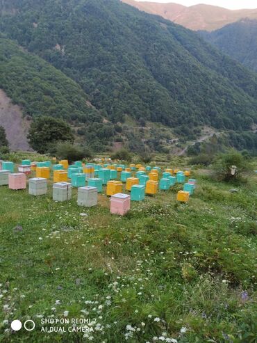 Bal: Qax Dağ Sarıbaş balı Qax Dağ Sarıbaş balı! Təbii, qatqısız, ekoloji -da lalafo.az — 5 Bal: Qax Dağ Sarıbaş balı Qax Dağ Sarıbaş balı! Təbii, qatqısız, ekoloji — 5