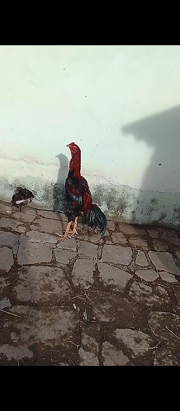 keci pendiri qiyməti: Təcili satılır super heyvandı qanına cinsinə cavabdehəm saxlıya — 1