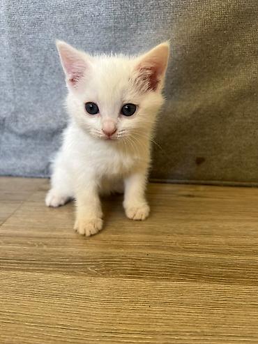 продажа собак в бишкеке: Кошка даром: Беспородная, Мальчик — 3