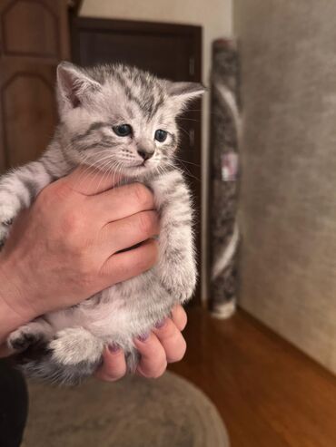 afcarka bala: Шиншилла, Самец, Платная доставка