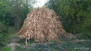 шприц для животных: Продается. кукурузник сСадовое кол, 45 снопов т