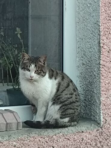 Отдам даром кошку: 6 месяцев, Мальчик, Метис — 3